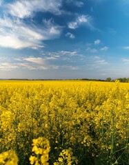Fototapeta premium 菜の花畑と淡い春の空