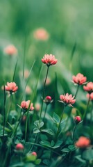 Fototapeta premium Pink flowers in green meadow, spring nature