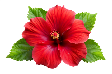 red hibiscus flower image isolated on transparent background