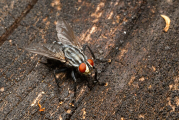 Flesh fly - Sarcophaga carnaria, common flesh fly from European meadows, gardens and homes, Zlin, Czech Republic.