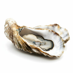 Naklejka premium Fresh oyster on white background, seafood delicacy
