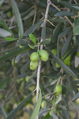 unripe green olives on tree closeup, Olive-tree branch with unripe green olives, olive tree...