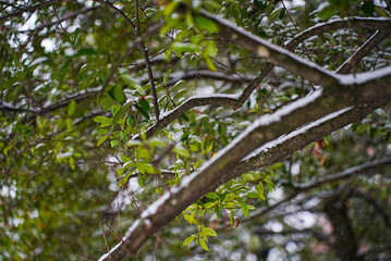 Snow builds on the branches as it continues to endlessly fall.