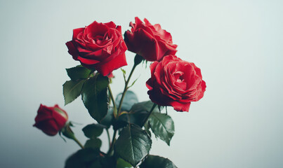 Fototapeta premium Spring, green leaves and blooming red roses