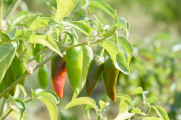fresh green chili on plant closeup, chili plants in organic farming, Chilies closeup in field, Green chili plant in a farmer's field, Ripe green chili on a plant in Chakwal, Punjab, Pakistan