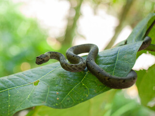 A small common Mock Viper (Psammodynastes pulverentus) on wide leaf in rainforest with curled...