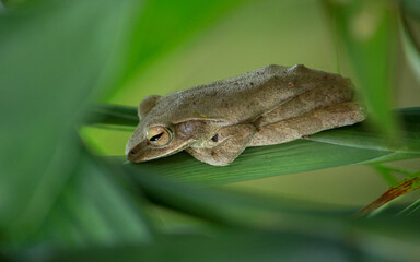 Obraz premium A brown tree frog (Polypedates leucomystax) sleeping on green leaves shot from high angle waiting night time
