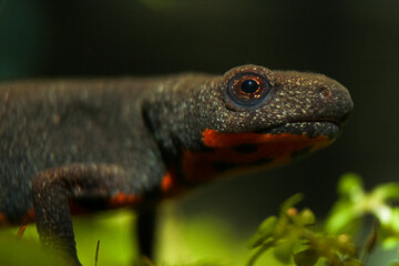 A head profile of adult japanese fire belly newt (Cynops orientalis) underwater with vegetation one...