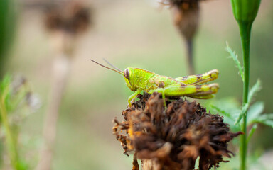 A single tiny green Grasshopper sitting on a dried flower buds among other flowers in backyard on...