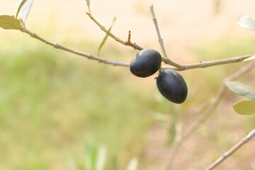 ripe black olives on tree closeup, Olive-tree branch with ripe black olives, olive tree plantation during harvest, ripe black olives on the tree with green leaves, olive tree Chakwal, Punjab, Pakistan