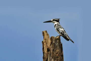 Martin-pêcheur pie perché sur un tronc
