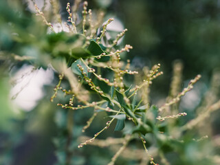 Tree foliage
