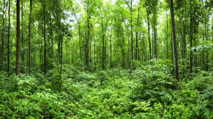 Obraz premium Lush Forest Canopy, Sunlight Filters Through Trees, Nature Scene, Ideal For Nature Background