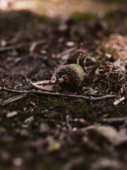 Acorn on the ground