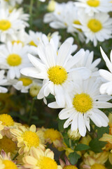 white Common daisy beautiful flowers with blur green background in garden, White beautiful daisies on a field in green grass, Oxeye daisy, Leucanthemum vulgare, Daisies, Dox-eye, Dog daisy in nature