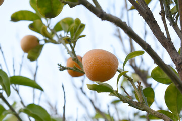 ripe small little oranges on tree in garden, close-up of a beautiful orange tree with green oranges, fruit hanging on a plant in garden, Close-up of small little ripe oranges hanging on a tree closeup