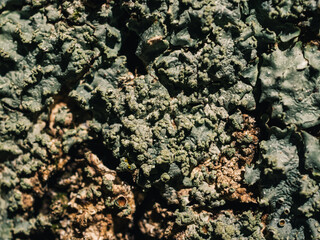 Lichen on a tree