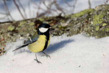 Great tit
