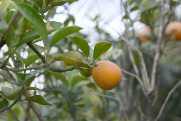 ripe small little oranges on tree in garden, close-up of a beautiful orange tree with green oranges, fruit hanging on a plant in garden, Close-up of small little ripe oranges hanging on a tree closeup