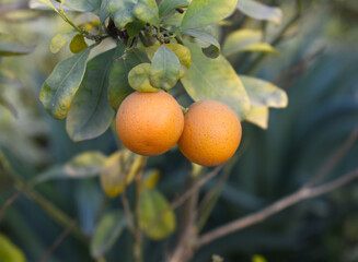 ripe small little oranges on tree in garden, close-up of a beautiful orange tree with green oranges, fruit hanging on a plant in garden, Close-up of small little ripe oranges hanging on a tree closeup