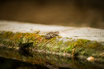Small Brown Frog Resting on a Moss-Covered Stone Near a Calm Water Reflection in a Natural Forest Habitat