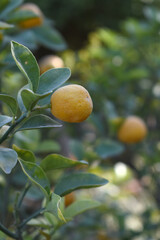 ripe small little oranges on tree in garden, close-up of a beautiful orange tree with green oranges, fruit hanging on a plant in garden, Close-up of small little ripe oranges hanging on a tree closeup