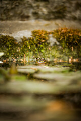 Green Frog Peeking Above the Water Surface in a Mossy Pond