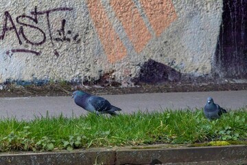 pigeons on the shore of the river in the city