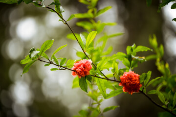 Vibrant Red Flowers Blooming on a Green Branch with Lush Foliage, Set Against a Soft-Focus Natural Background, Capturing the Beauty of Nature and the Delicate Elegance of Floral Blossoms in Spring