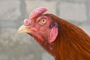 A rooster with a red comb and beak stands in front of a wall, Portrait of a rooster face closeup, Aseel rooster closeup, rooster's head. Sharp eyes with hard beak and red crested, chicken face closeup