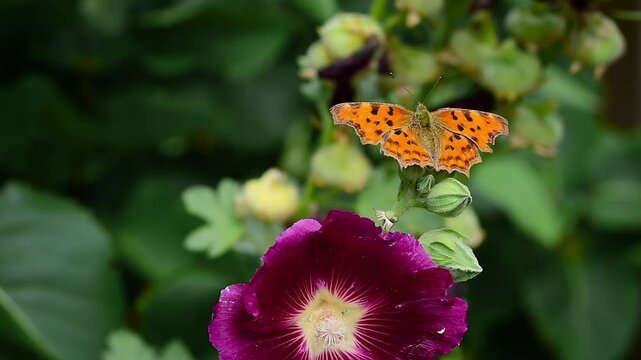 Spotted orange comma butterfly (Polygonia c-album) sits on blooming lilac hollyhock flower (Alcea rosea)