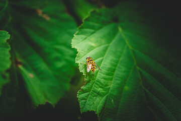 Macro shot of a hoverfly perched on the edge of a vibrant green leaf, showcasing intricate wing details and bold yellow-black stripes, surrounded by blurred green foliage in a natural outdoor setting