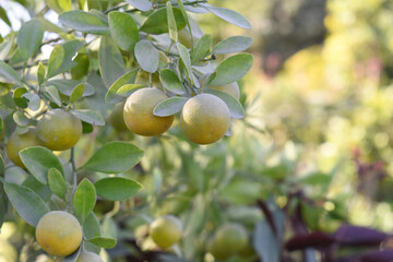 unripe small little green oranges on tree, close-up of a beautiful orange tree with green oranges, fruit hanging on a plant in garden, Close-up of small little unripe oranges hanging on a tree closeup
