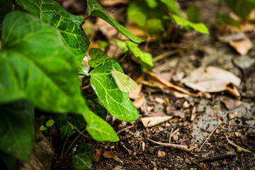 Yellow butterfly delicately perched on a vibrant green ivy leaf in a natural forest setting, blending with its surroundings among lush foliage, dried leaves, and earthy textures of the woodland floor