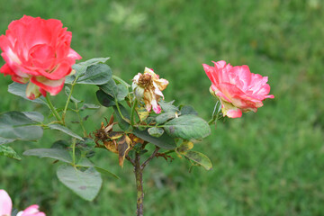 Beautiful pink white rose flower closeup in garden, A very beautiful pink white yellow rose flower bloomed on the rose tree, Rose flower closeup, bloom flowers, Natural spring flower floral background