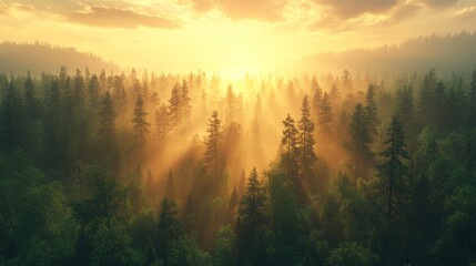 Sun-Kissed Canopy, Golden Light Filtering Through a Dense Forest at Sunrise or Sunset