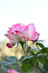 Beautiful pink white rose flower closeup in garden, A very beautiful pink white yellow rose flower bloomed on the rose tree, Rose flower closeup, bloom flowers, Natural spring flower floral background