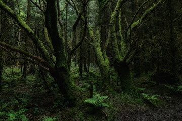 Numerous trees densely packed. Thick moss covers trunks and branches. Forest floor shows ferns and ground cover. Overall atmosphere is shadowy.