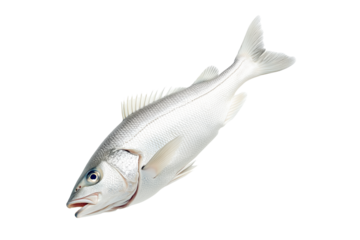 Haddock fish isolated on white transparent background, concept of marine life.
