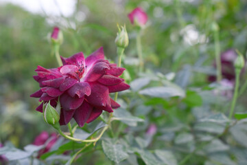 Beautiful dark red rose flower closeup in garden, A very beautiful dark red rose flower bloomed on the rose tree, Rose flower closeup, bloom flowers, Natural spring flower, Natural floral background,