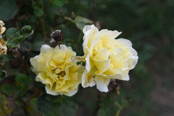 Beautiful white yellow rose flower closeup in garden, A very beautiful white yellow rose flower bloomed on the rose tree, Rose flower closeup, bloom flowers, Natural spring flower, floral background