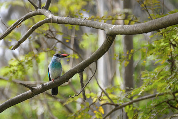 Martin chasseur perché sur une branche