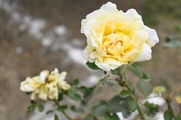 Beautiful white yellow rose flower closeup in garden, A very beautiful white yellow rose flower bloomed on the rose tree, Rose flower closeup, bloom flowers, Natural spring flower, floral background