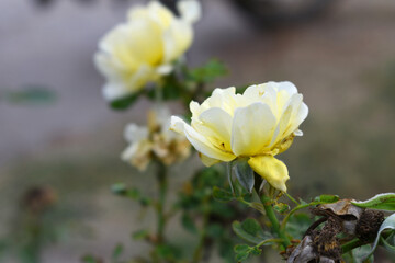 Beautiful white yellow rose flower closeup in garden, A very beautiful white yellow rose flower bloomed on the rose tree, Rose flower closeup, bloom flowers, Natural spring flower, floral background