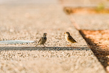 Two Sparrows Communicating on a Sunlit Pavement