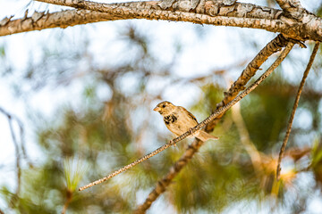 Sparrow Balancing on a Thin Tree Branch in a Sunlit Forest