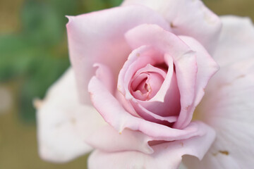 Beautiful lady pink rose flower closeup in garden, A very beautiful lady pink rose flower bloomed on the rose tree, Rose flower closeup, bloom flowers, Natural spring flower, natural floral background