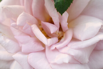 Beautiful lady pink rose flower closeup in garden, A very beautiful lady pink rose flower bloomed on the rose tree, Rose flower closeup, bloom flowers, Natural spring flower, natural floral background