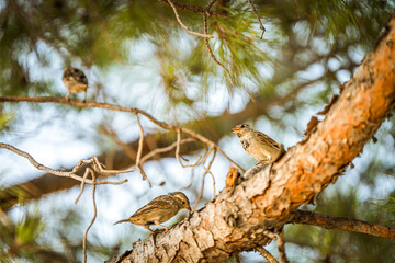Three Sparrows Interacting on Pine Tree Branches in Natural Habitat