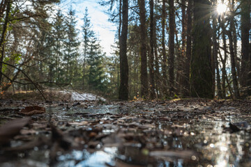 sentier de forêt geler en hiver